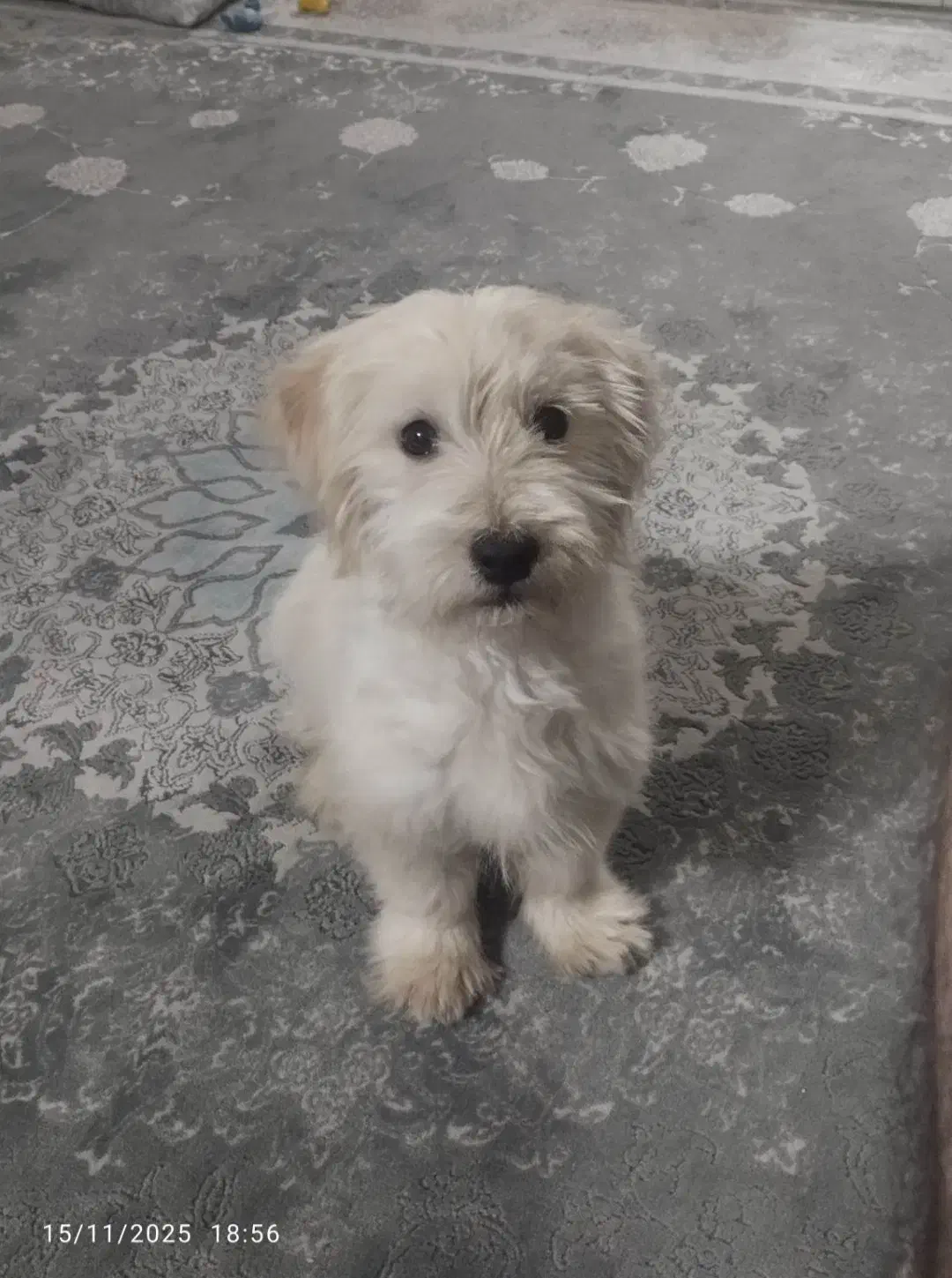 سگ تریر|سگ|پاکدشت, پاکدشت (مامازند)|دیوار