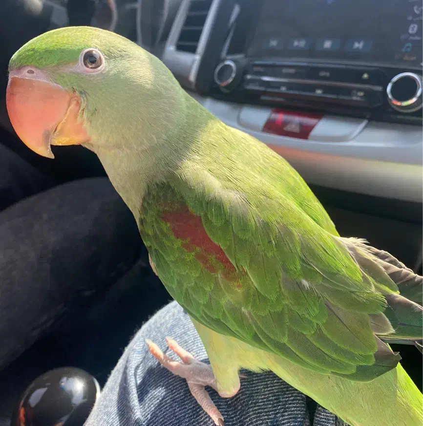 گمشده شاه طوطی|حیوانات|قزوین, |دیوار