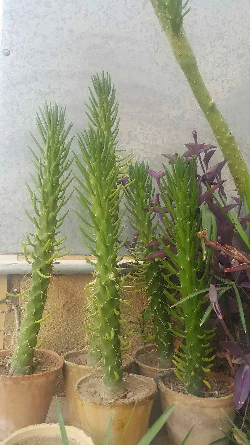 کاکتوس|گل و گیاه طبیعی|شیراز, کوی آزادگان|دیوار