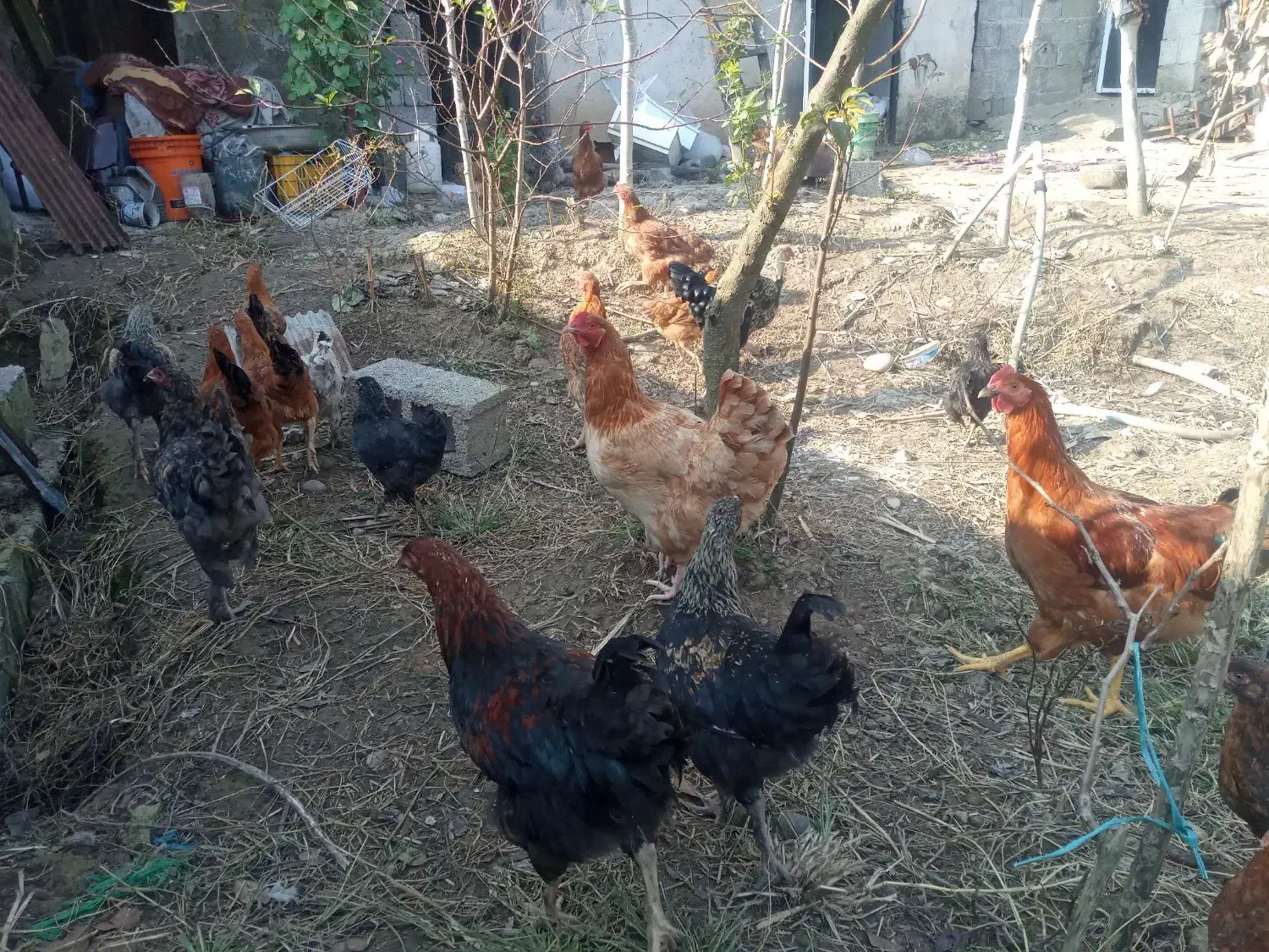 تعدادی مرغ نیمچه|حیوانات مزرعه|رشت, بیجارپس|دیوار