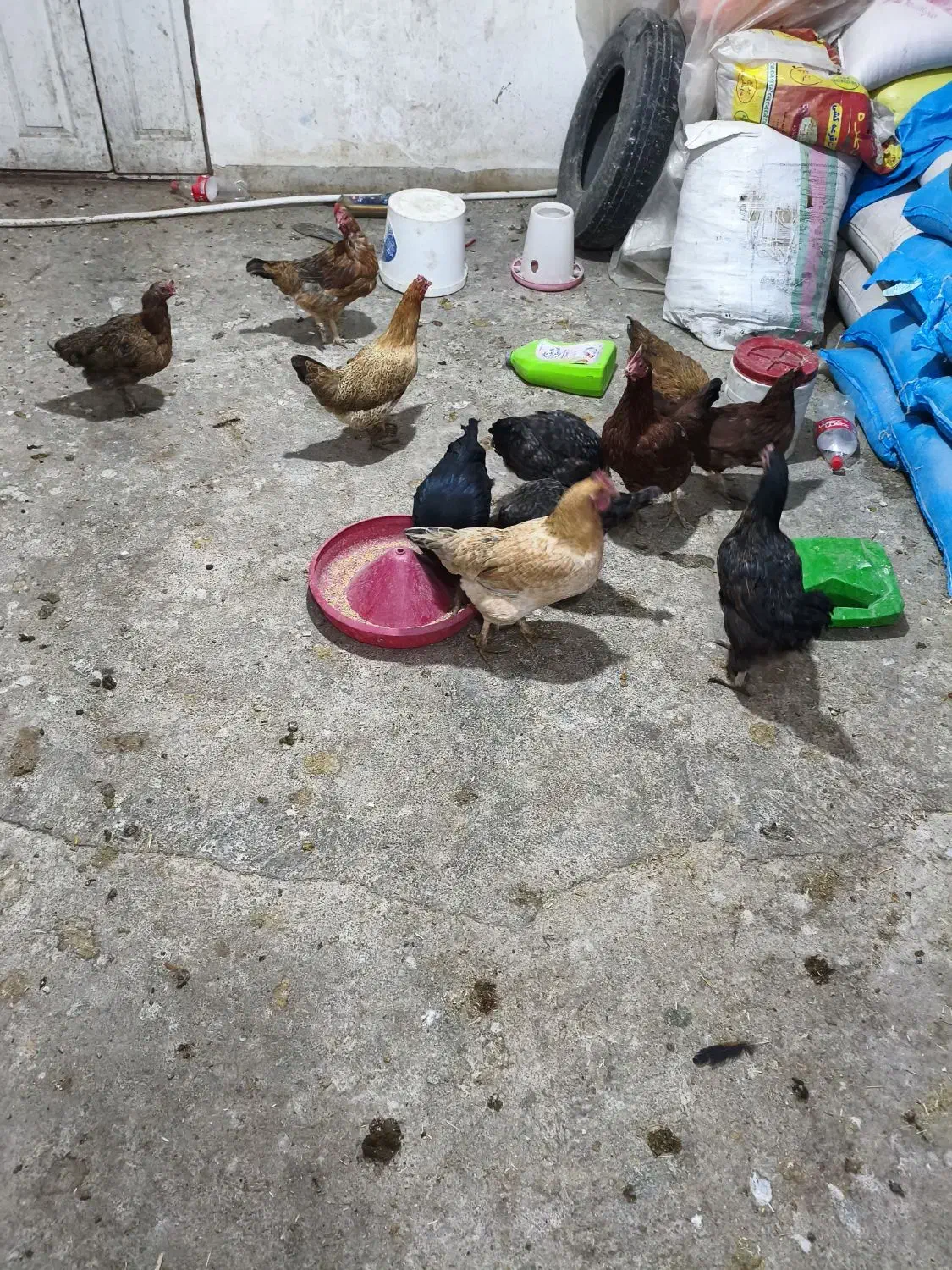 مرغ محلی|حیوانات مزرعه|نورآباد, |دیوار