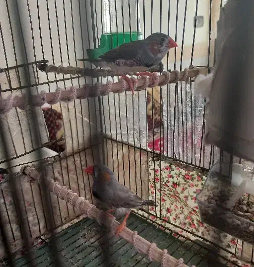 فنچ زبرا|پرنده|هشتگرد, ینگی امام|دیوار