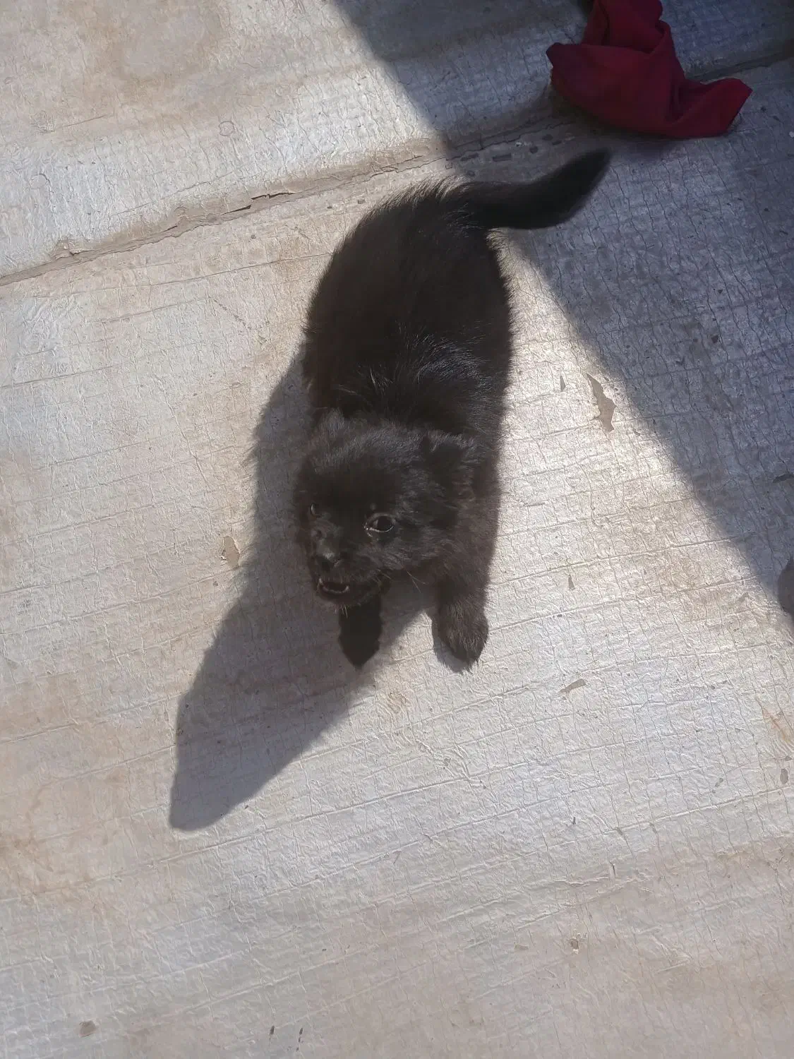 پامرین|سگ|قزوین, |دیوار