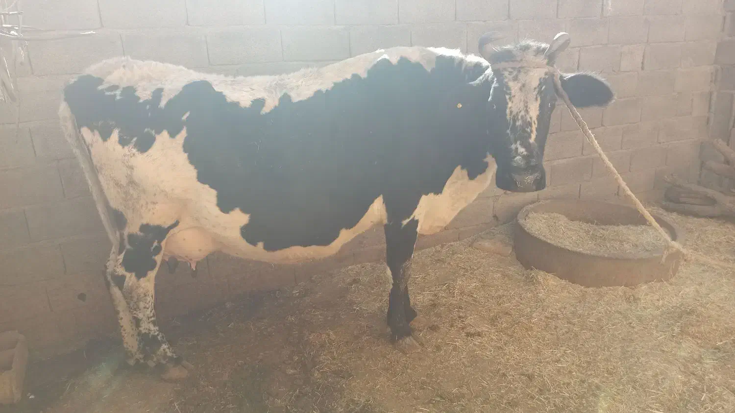 گاو|حیوانات مزرعه|خانمیرزا, |دیوار