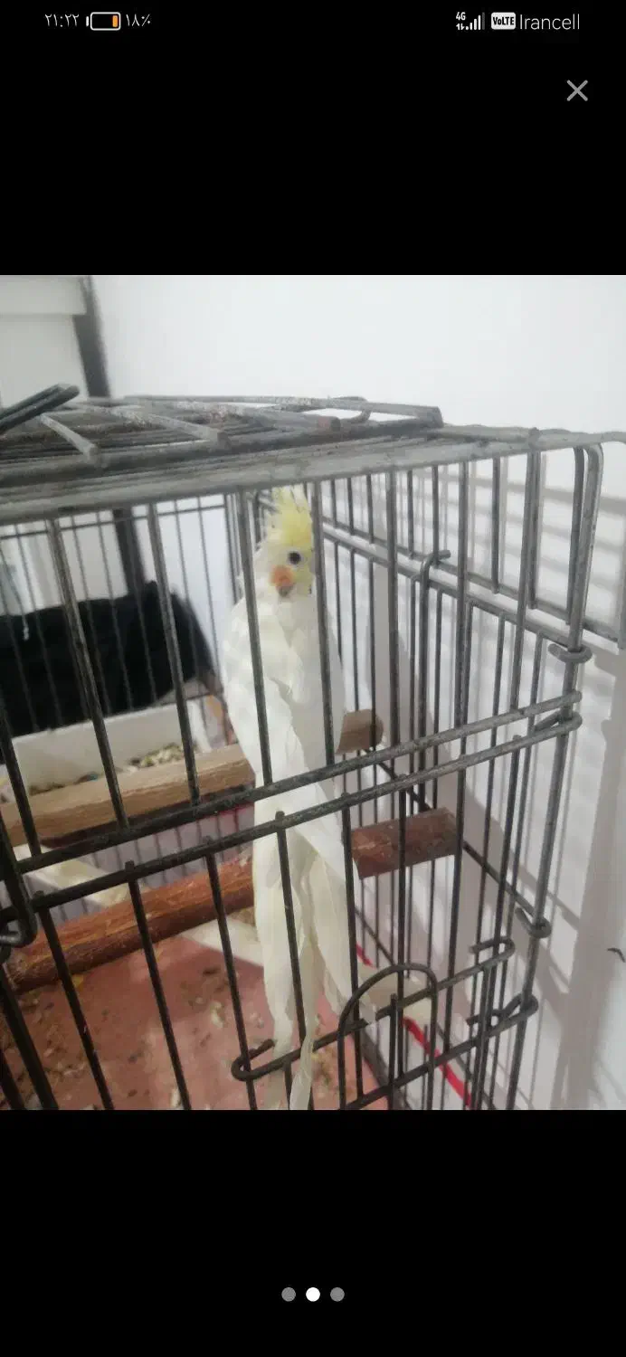 عروس هلندی نر  معاوضه|پرنده|پیشوا, |دیوار