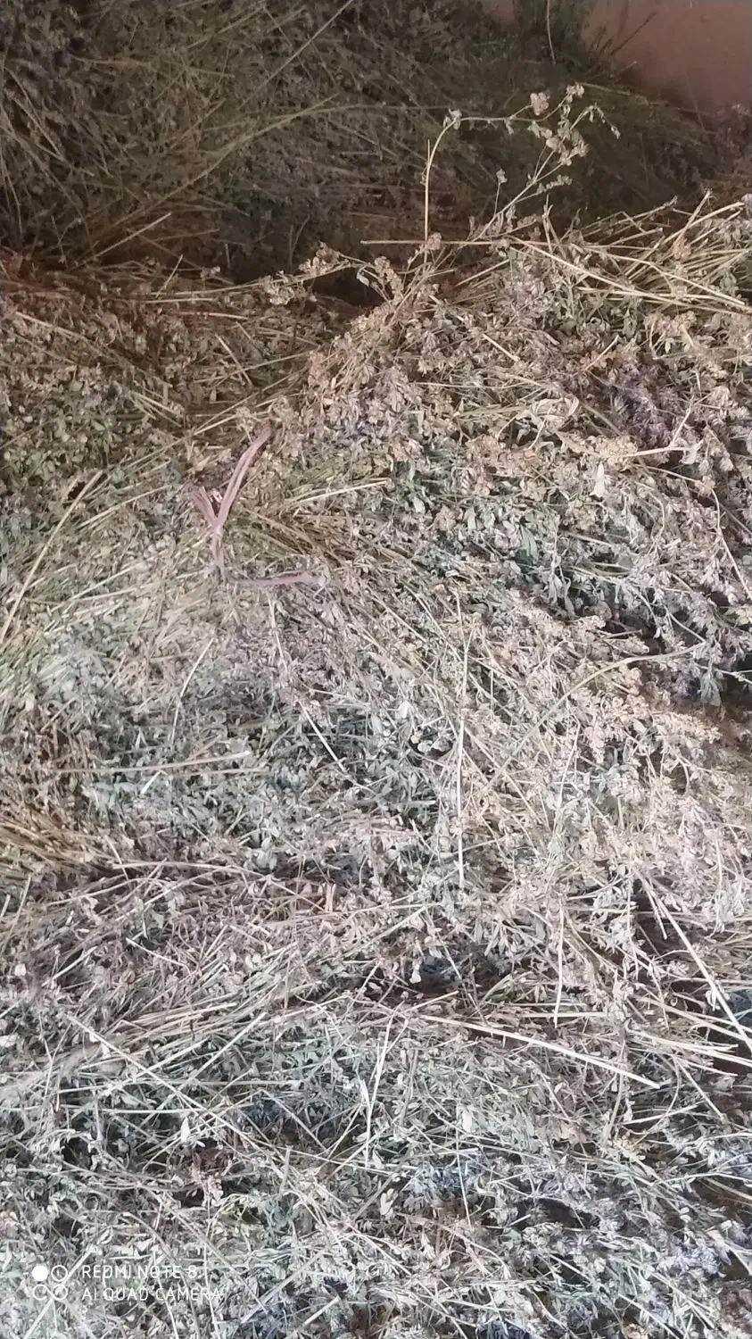 بیده|کلکسیون و سرگرمی|نیشابور, مازول|دیوار