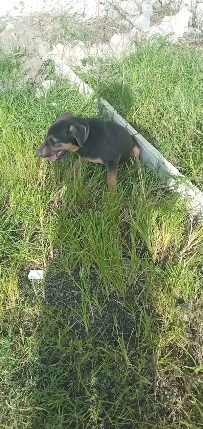 سگ روتفایلر|سگ|آستانه اشرفیه, |دیوار