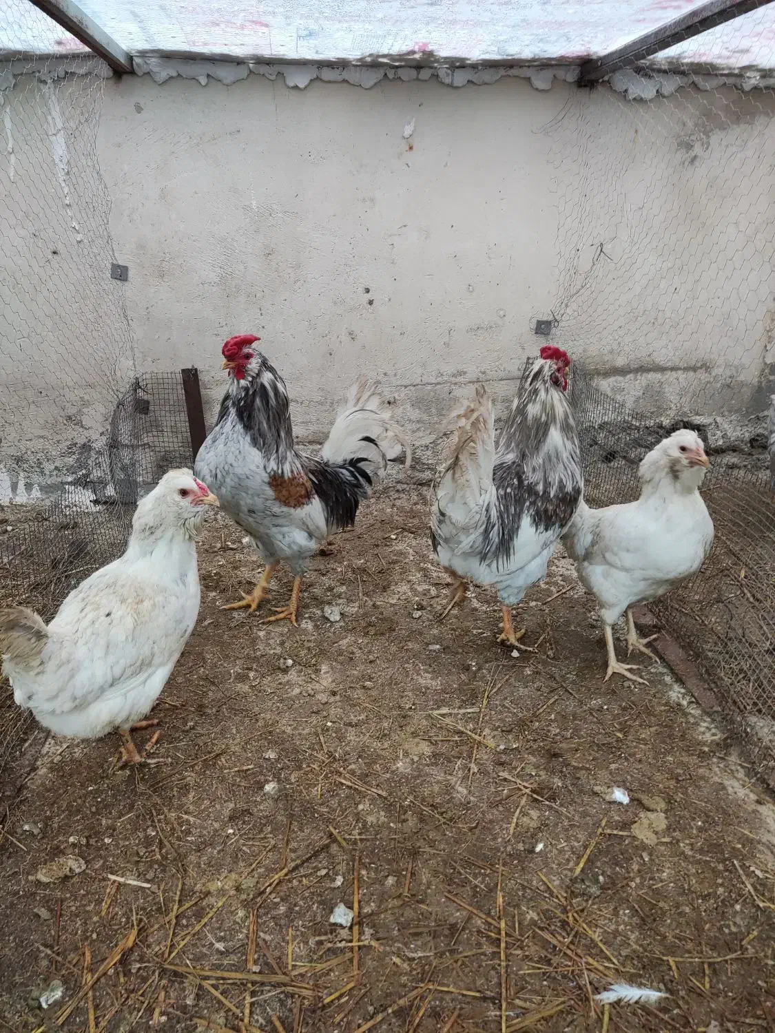 خروس گلین لری|حیوانات مزرعه|بومهن, |دیوار