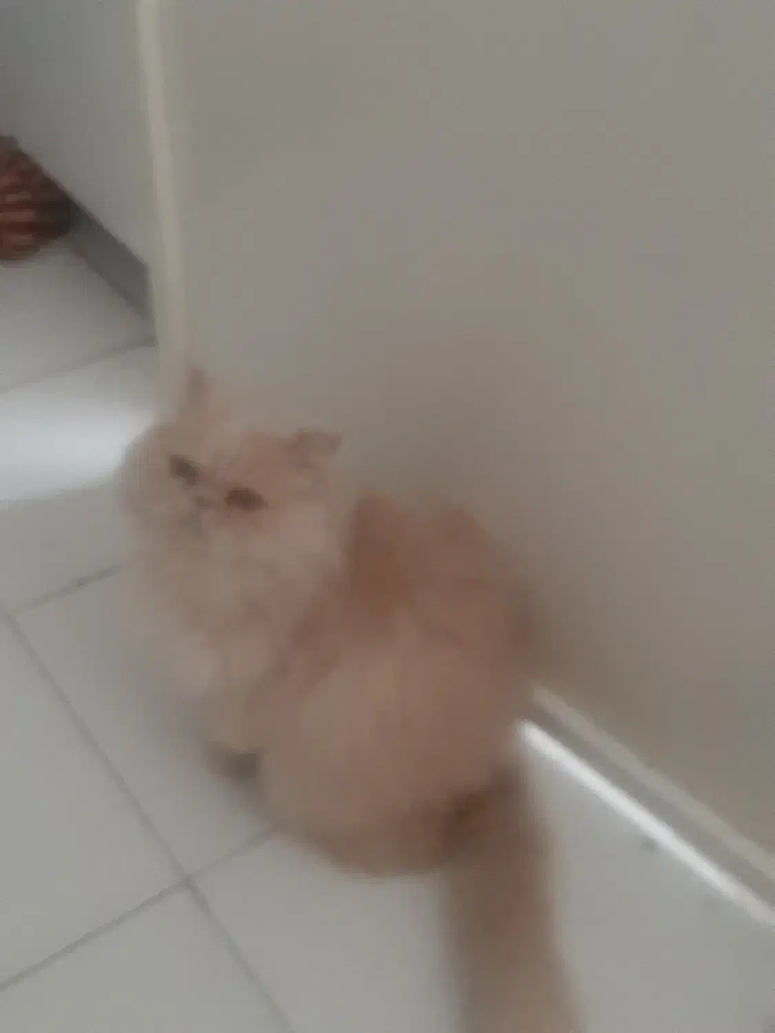 واگذاری گربه پرشین|گربه|شهریار, شهریار|دیوار