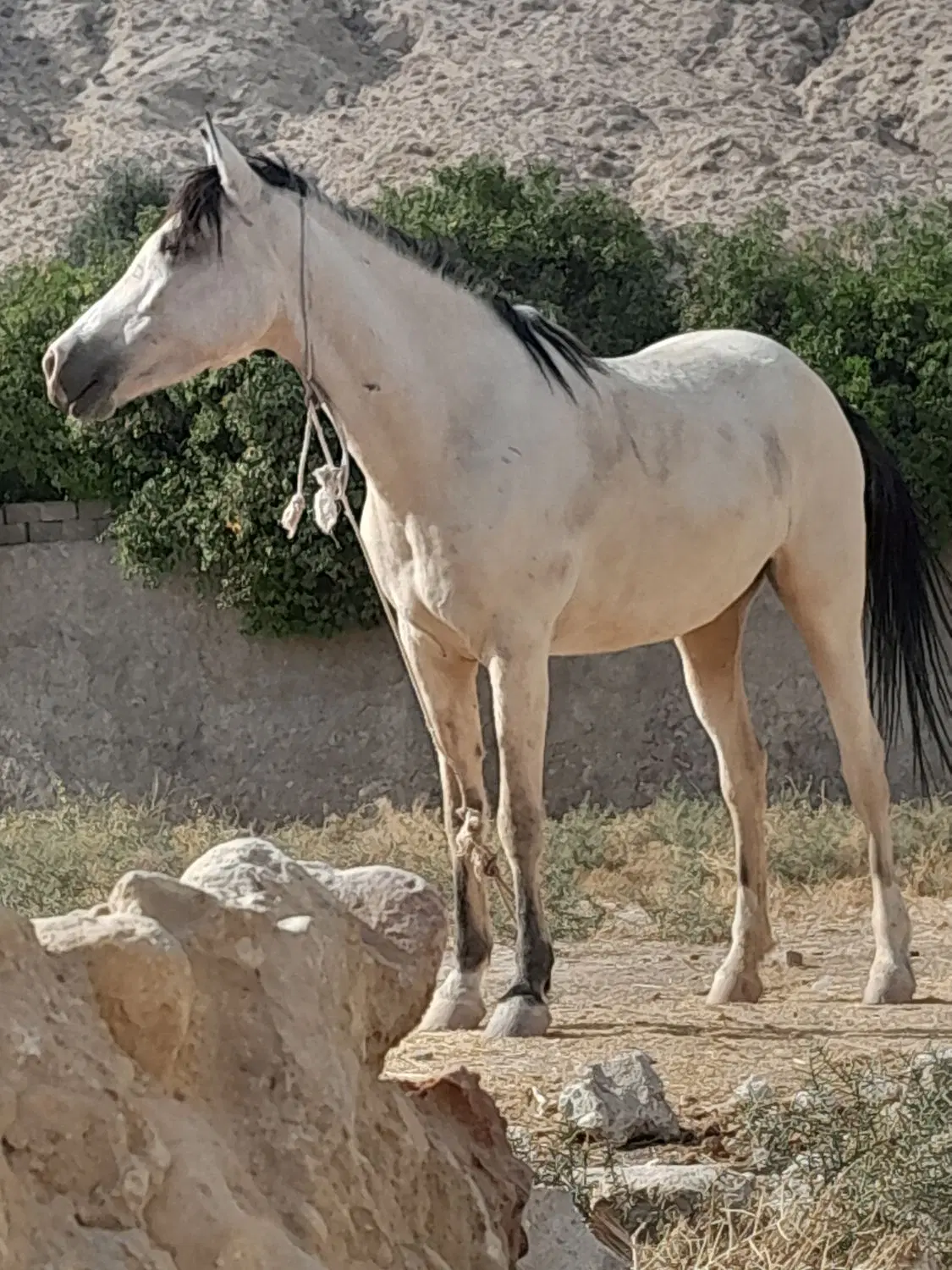 اسب|اسب و تجهیزات اسبسواری|کازرون, |دیوار