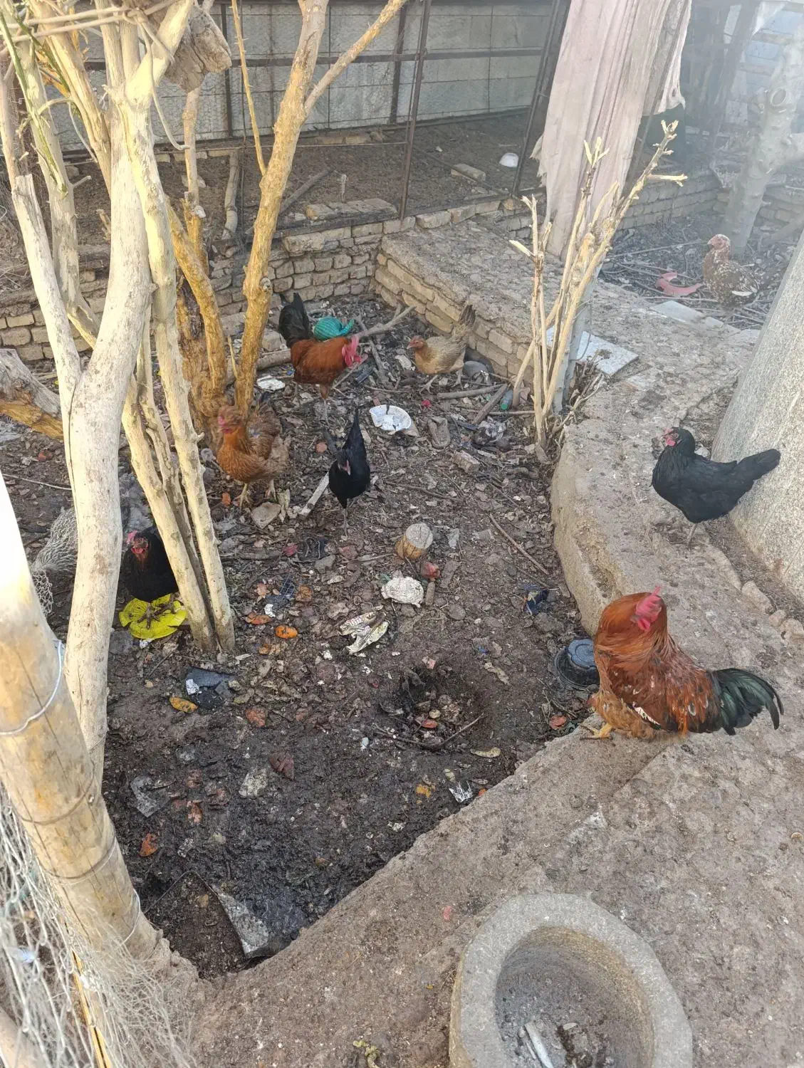 خروس|حیوانات مزرعه|حمیدیا, |دیوار