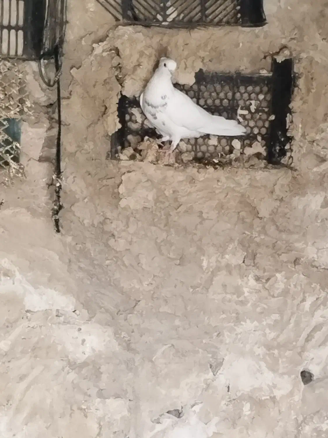 طوق الماسی ماده|پرنده|چرام, |دیوار