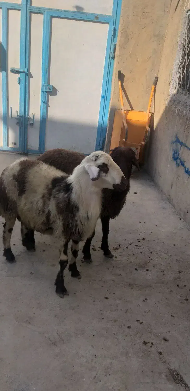 بره قوچ افشاری|حیوانات مزرعه|بیستون, |دیوار