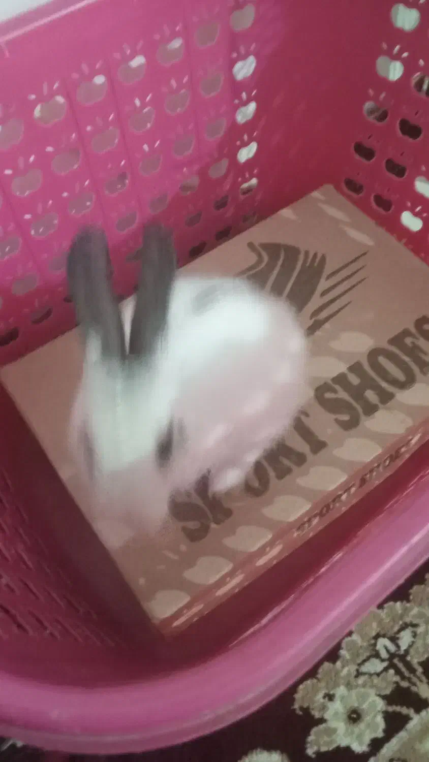 خرگوش|موش و خرگوش|آزادشهر, |دیوار