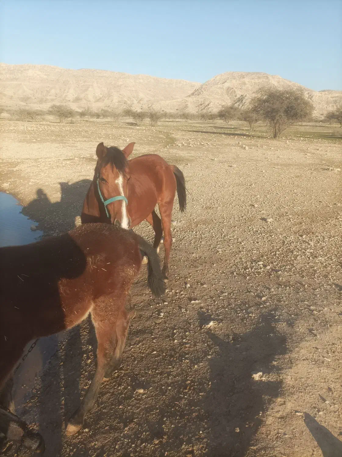 فروش اسب مادیان|اسب و تجهیزات اسب‌سواری|فیروزآباد (فارس), |دیوار