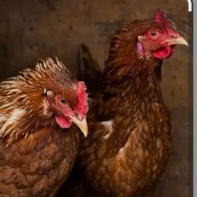 مرغ تخم گذار جوان|حیوانات مزرعه|فردوس (خراسان), |دیوار