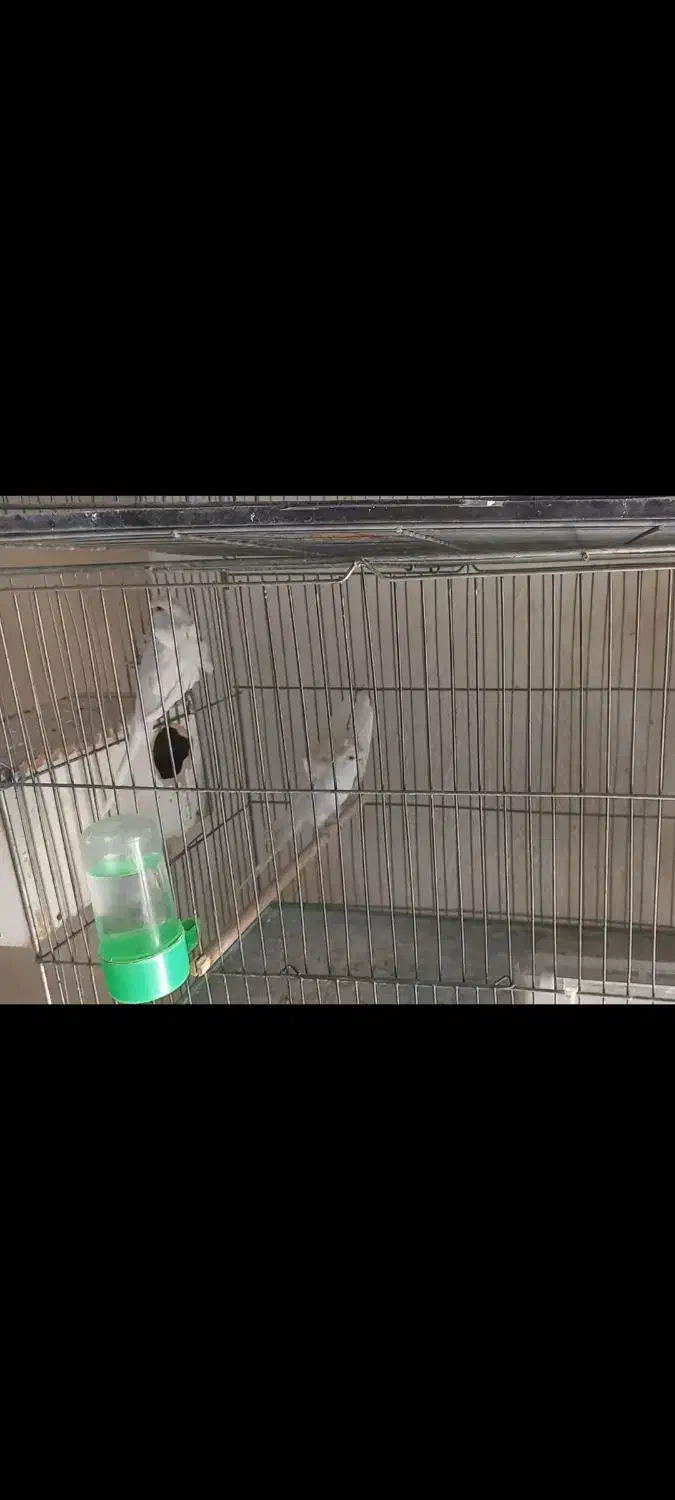 مرغ عشق پروانه ای شرابی|پرنده|برخوار, |دیوار