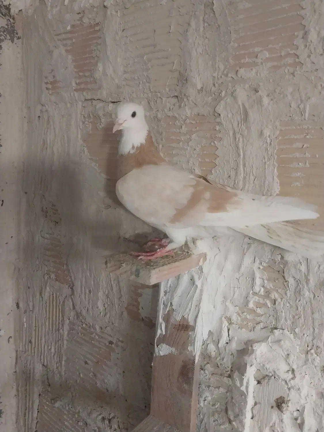 کبوتر400|پرنده|مشکین‌دشت, |دیوار