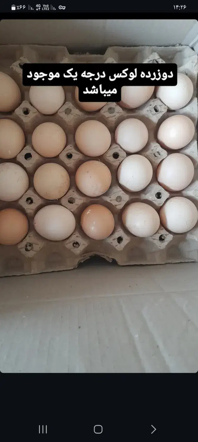 تخمرغ محلی و دوزرده|عمدهفروشی|ثمرین, |دیوار