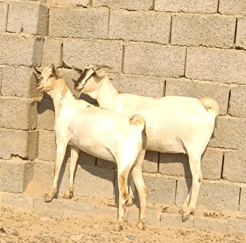 دوعدد بز صومال آبستن دوقلوزاه|حیوانات مزرعه|بندرعباس, |دیوار