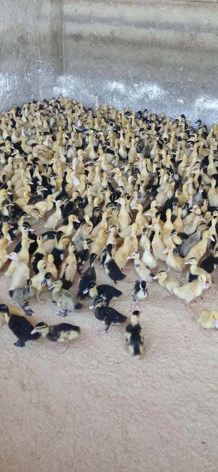 اردک ۱۵روز قیمت مناسب برای مصرف کننده|حیوانات مزرعه|هادی شهر, |دیوار