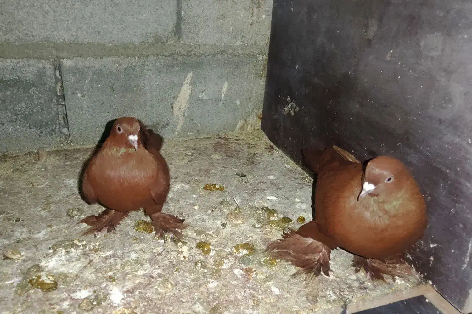 قان قرمزی|پرنده|تبریز, |دیوار