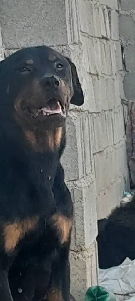 سگ روتوایلر ماده|سگ|شیراز, شهرک ولیعصر|دیوار