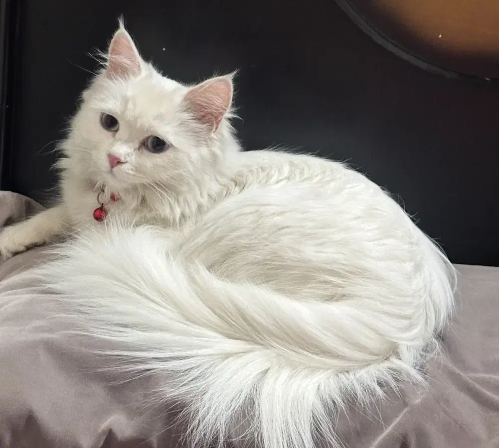 گربه پرشین اصیل چشم ابی|گربه|قزوین, |دیوار