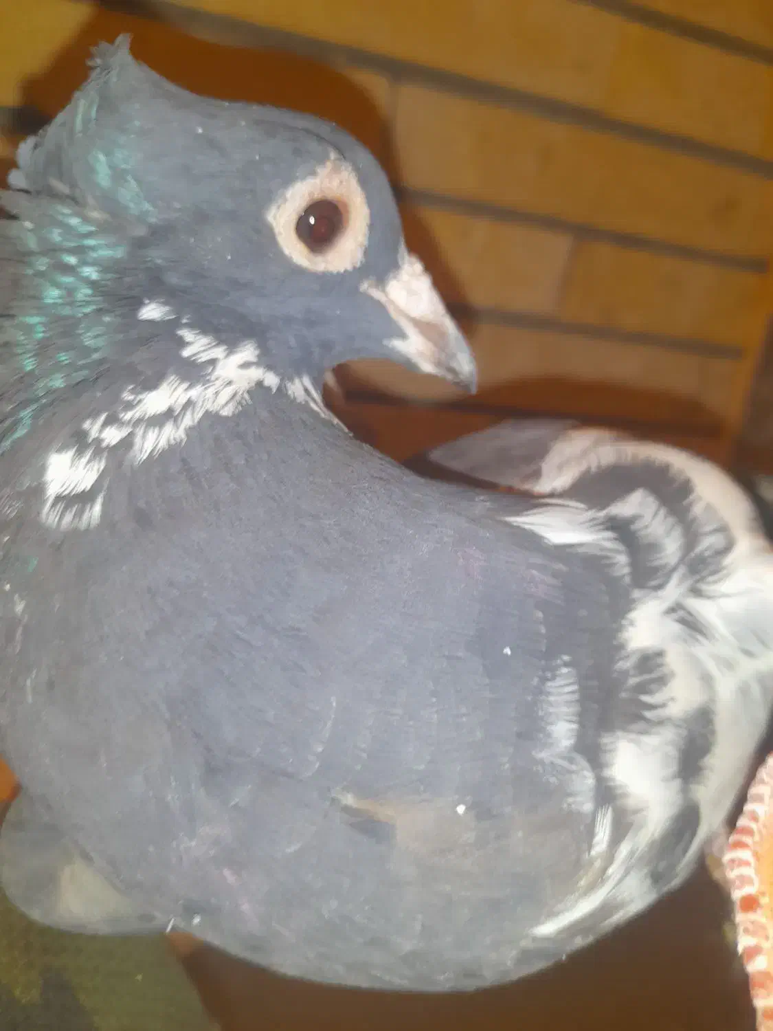 جفت پلنگ اسطوره همهچی میزون|پرنده|رفسنجان, |دیوار