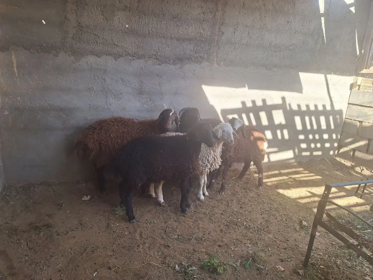 بره نر افشار|حیوانات مزرعه|شاهین‌شهر, گرگاب|دیوار