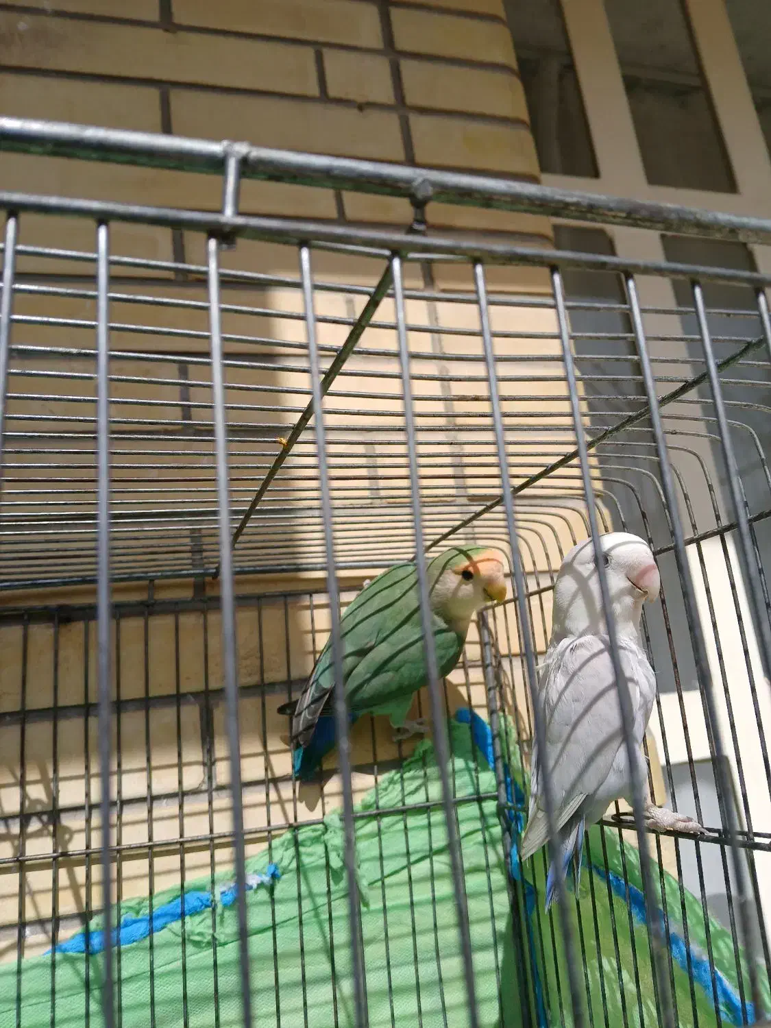 طوطی برزیلی|پرنده|شیراز, سجادیه|دیوار