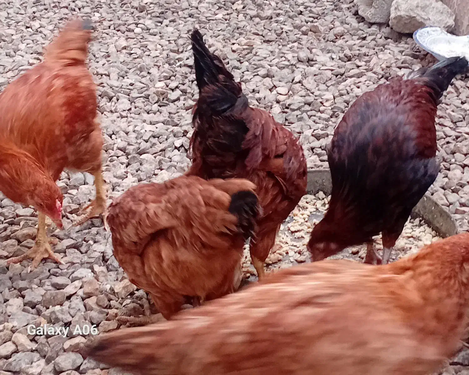 مرغ ونیمچه محلی به صورت یکجا|حیوانات مزرعه|گنبد کاووس, |دیوار