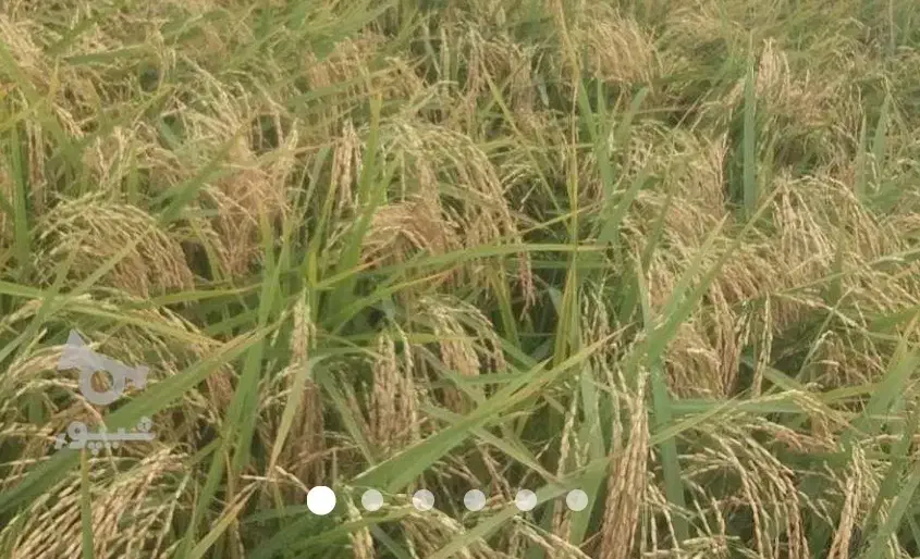 سلام برنج هاشمی درجه یک|عمدهفروشی|گتاب, |دیوار