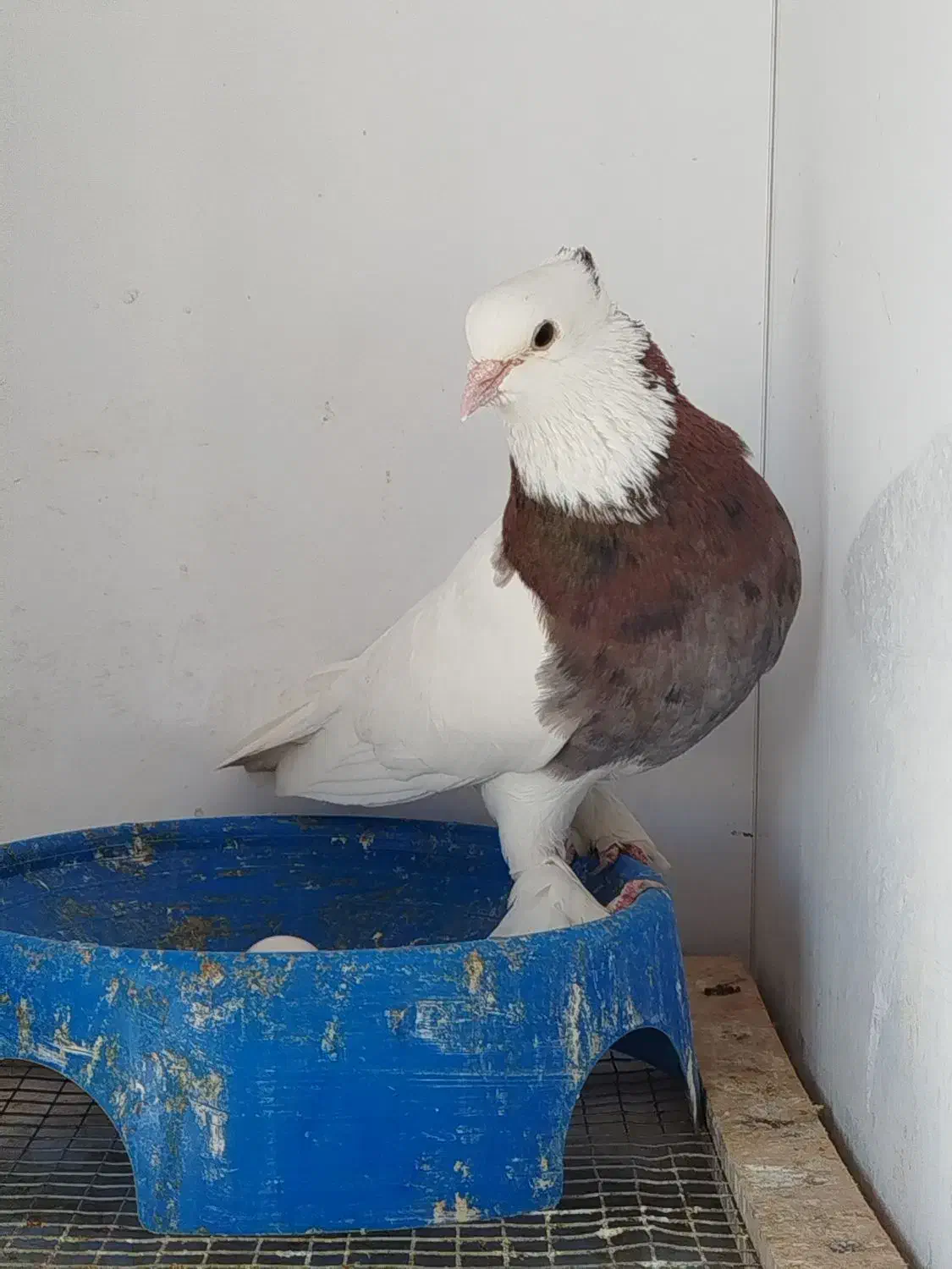 کفتر طوقی گمشده|حیوانات|شیراز, شهرک دارایی|دیوار