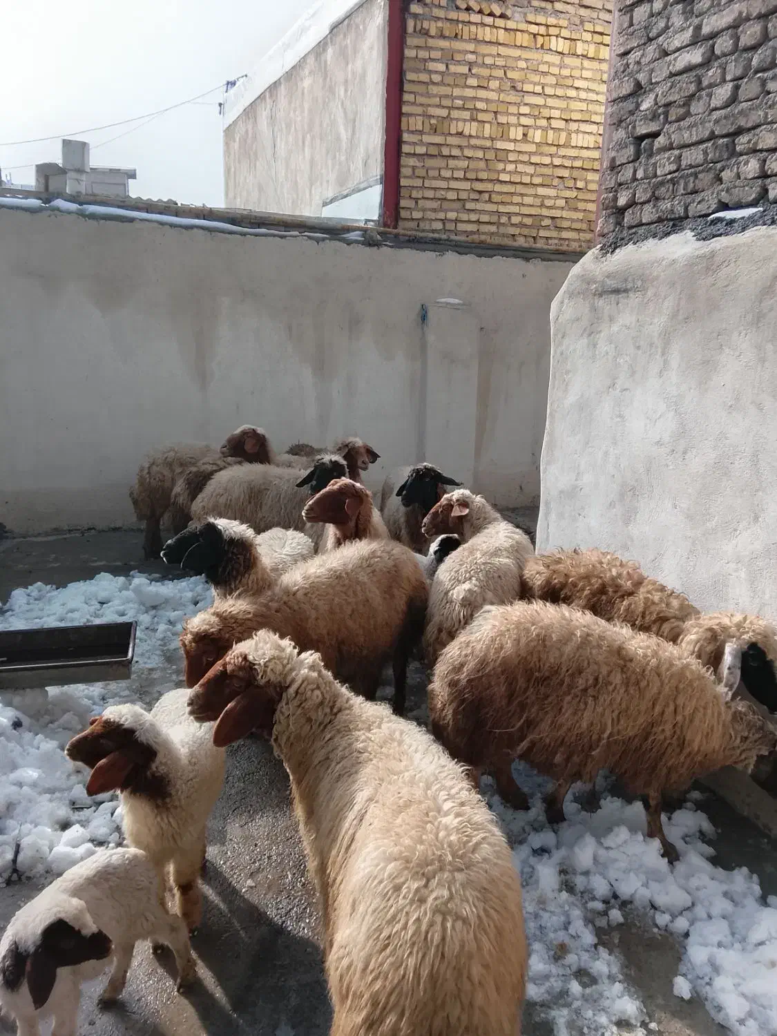 میش|حیوانات مزرعه|فیروزآباد (لرستان), |دیوار