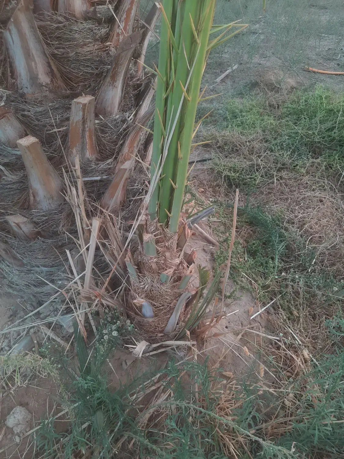 فروش نهال(پاجوش)قصب|گل و گیاه طبیعی|افزر, |دیوار