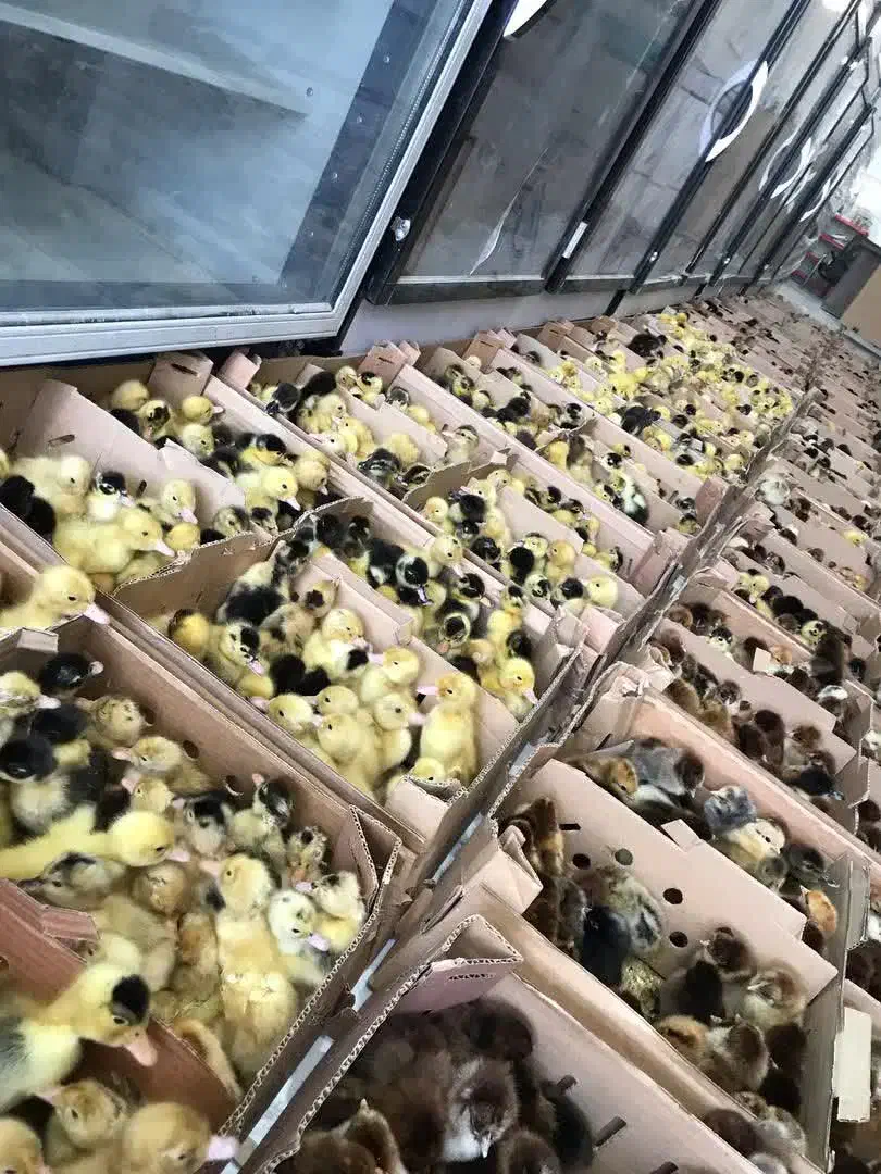 انواع جوجه یک روزه عمده کمترین قیمت|حیوانات مزرعه|کرمان, |دیوار