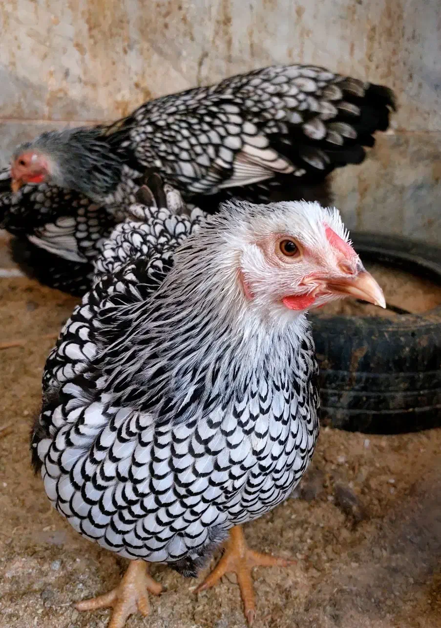 تخم مرغ نطفه دار ویاندوت جی اس سیلور بلو|حیوانات مزرعه|تهران, جیحون|دیوار