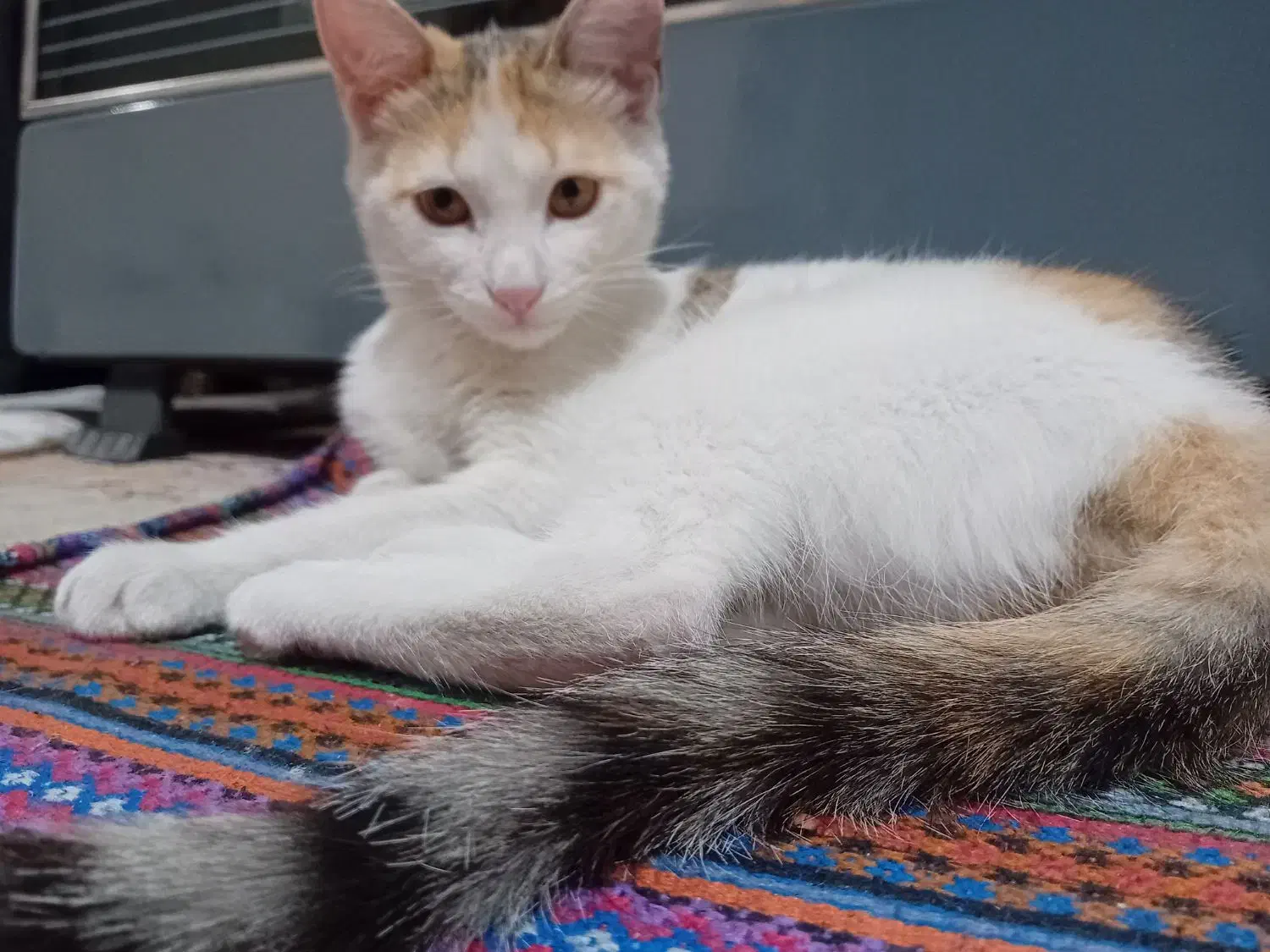 گربه واگذاری|گربه|قرچک, میرزائی شمالی|دیوار