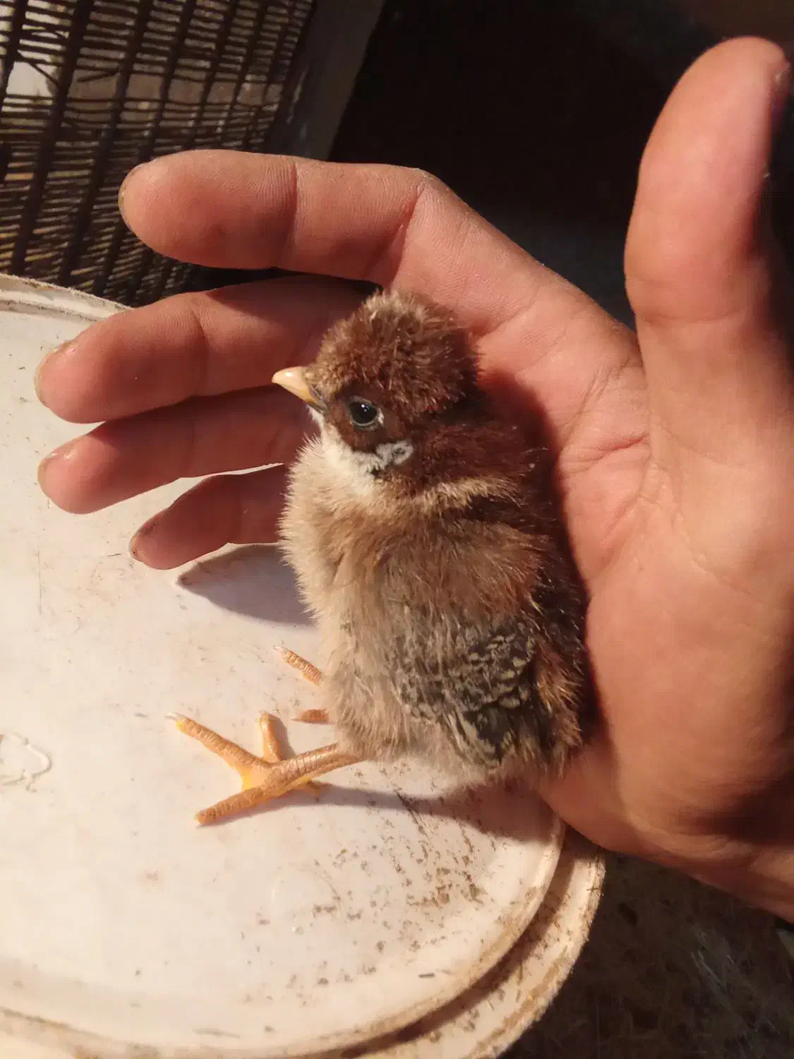 جوجه مرغ و خروس. بلدرچین خروس لاری|حیوانات مزرعه|خرمآباد, |دیوار