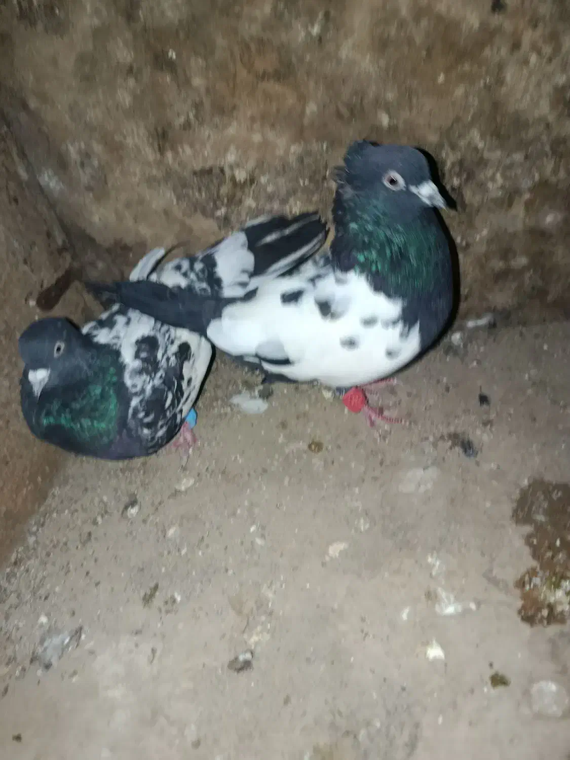 کبوتر سینه|پرنده|گنبد کاووس, |دیوار