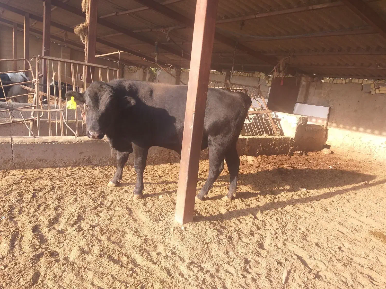 گوساله نرمشکی،جنگه،گاو|حیوانات مزرعه|شیراز, جرسقان|دیوار