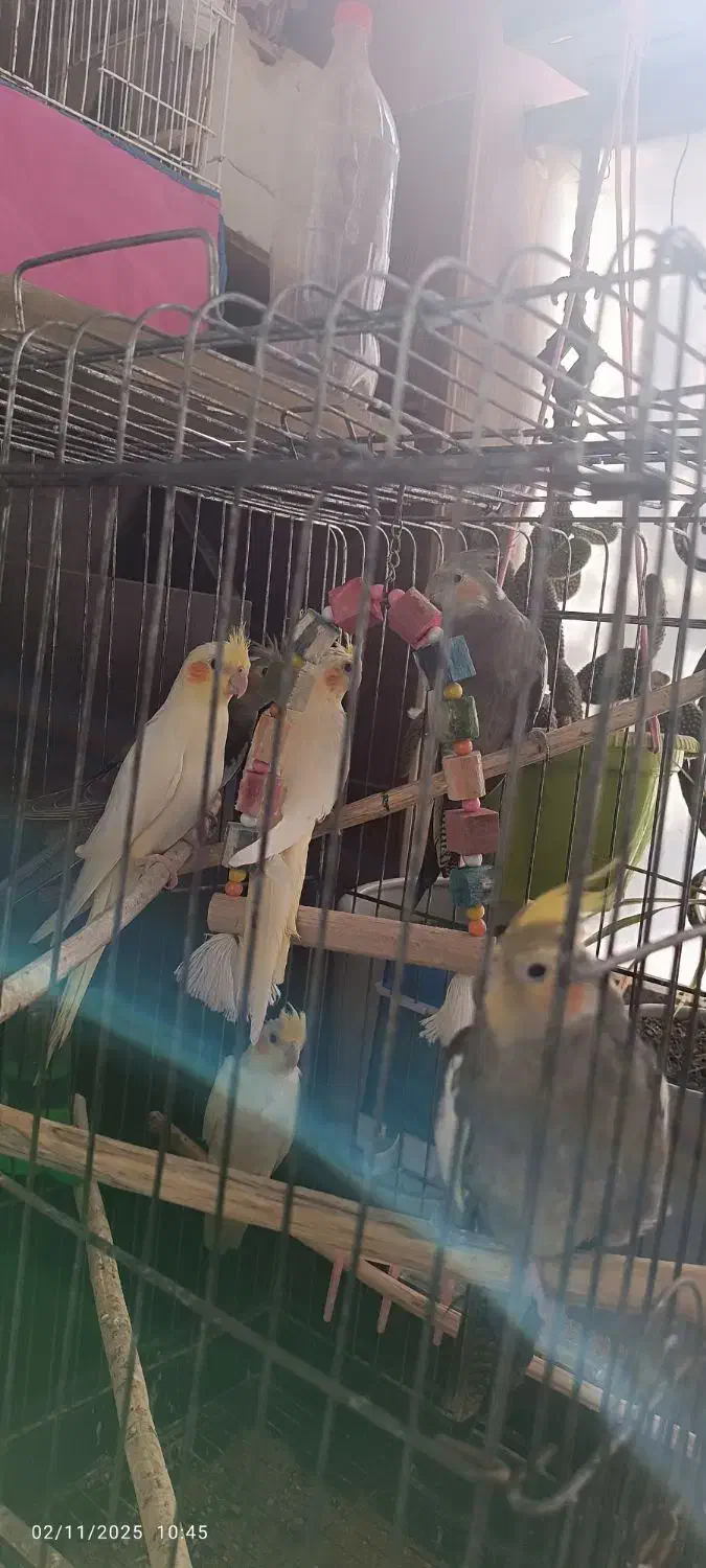 عروس هلندی|پرنده|کردکوی, |دیوار