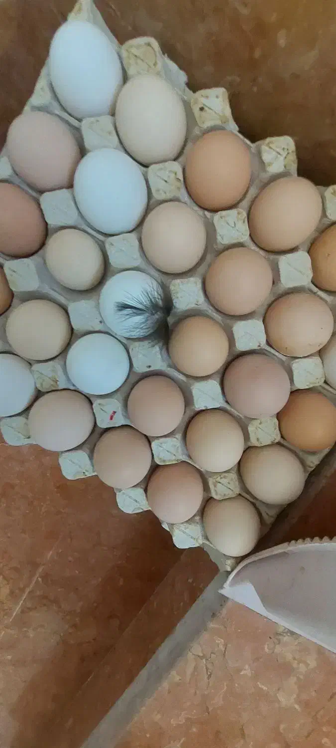 تخم مرغ|خوردنی و آشامیدنی|میانه, |دیوار