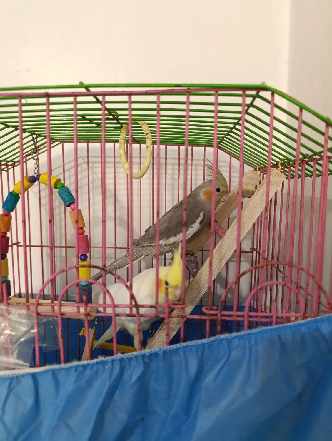 عروس هلندی|پرنده|اسلامشهر, شهرک توحید|دیوار