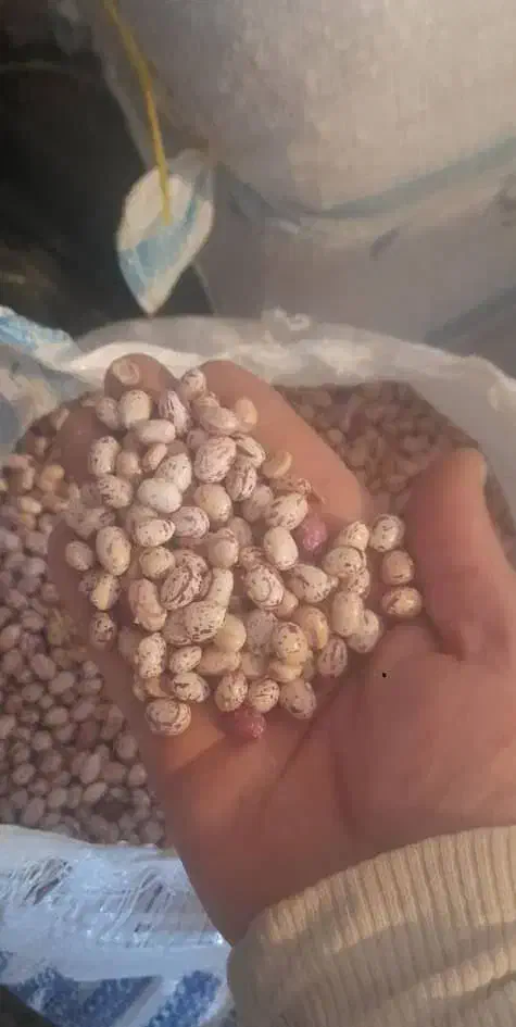 فروش لوبیا قرمز وچیتی|خوردنی و آشامیدنی|تهران, مختاری|دیوار