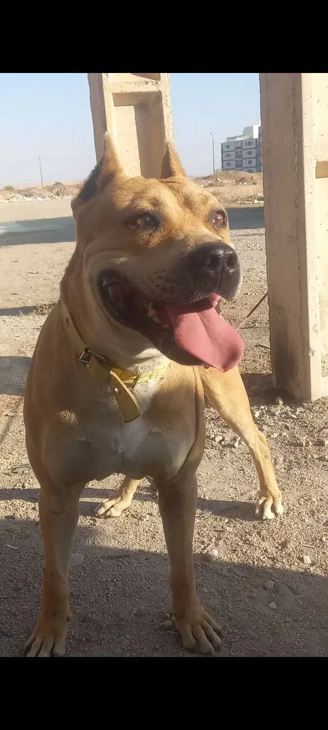 سگ خارجی روتوایلر|سگ|کرمانشاه, |دیوار