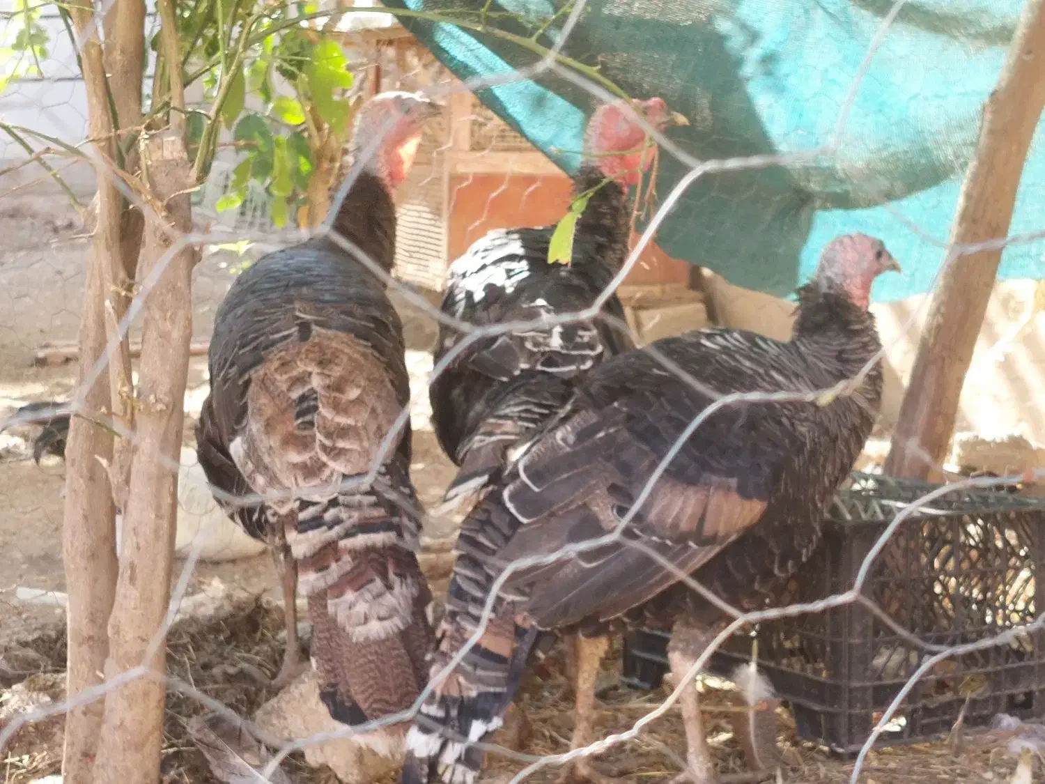 مرغ خروس کلین و پاکوتاه بوقلمون ماده|حیوانات مزرعه|اندیمشک, |دیوار