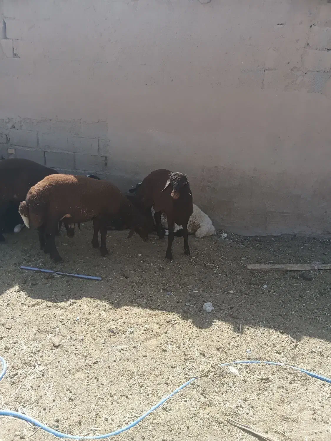 بره|حیوانات مزرعه|جلگه رخ, |دیوار