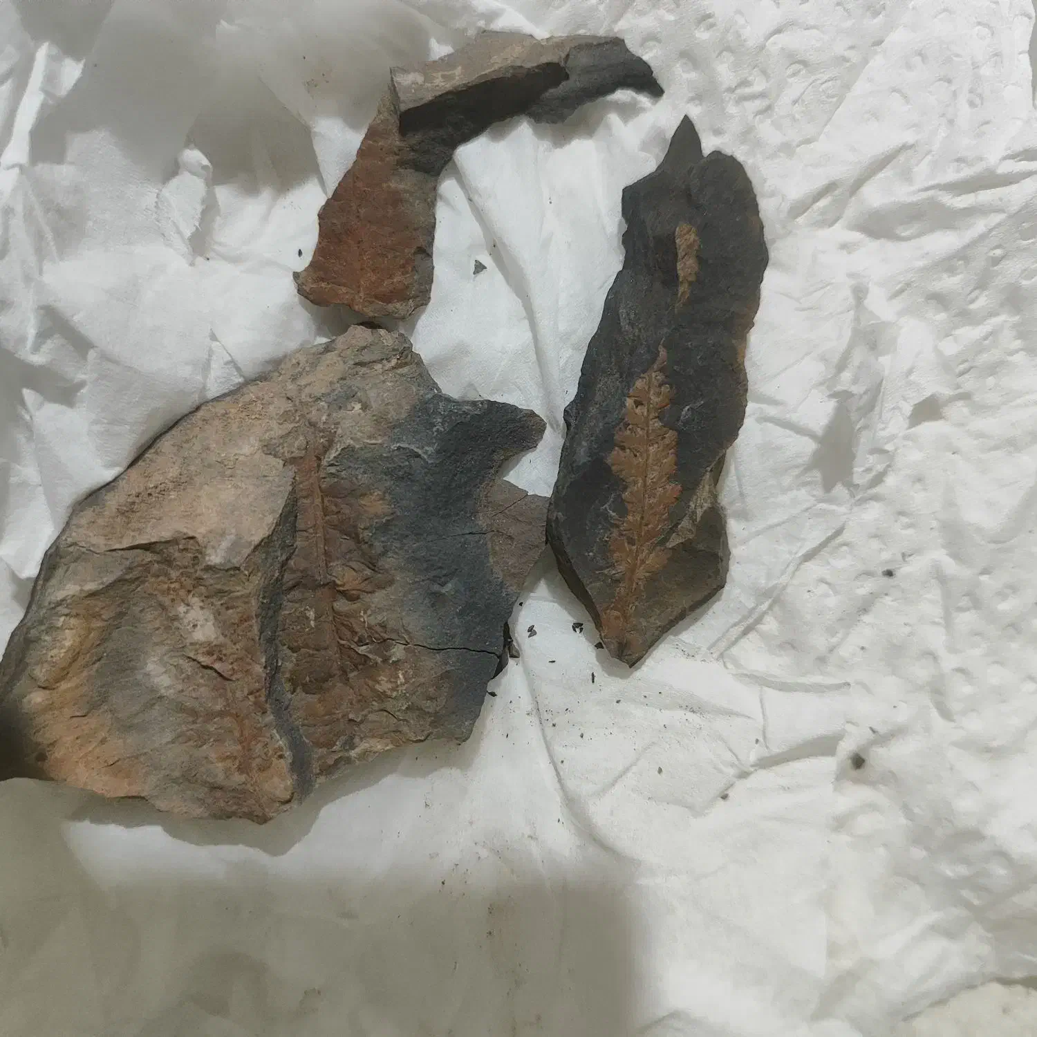 چند تا سنگ فسیلی باستانی|جواهرات|کرمان, |دیوار